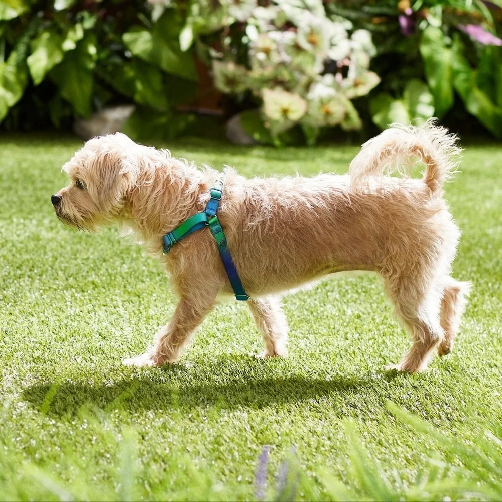 Colorful Dog Harness XL